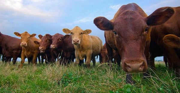 10 Reasons to Choose Organic Grass-Fed Dairy Cheese