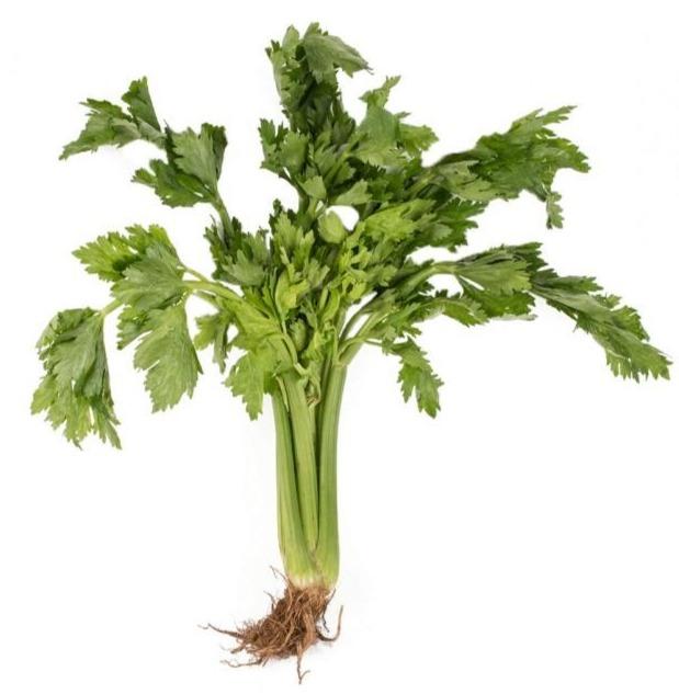 Celery (250grams) - Organics.ph