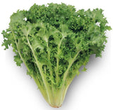 Lettuce Green Ice (300grams) - Organics.ph